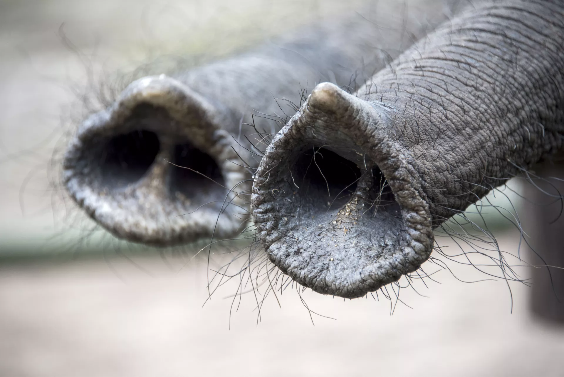 Afrikanischer Elefant