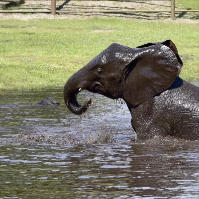Afrikanischer Elefant