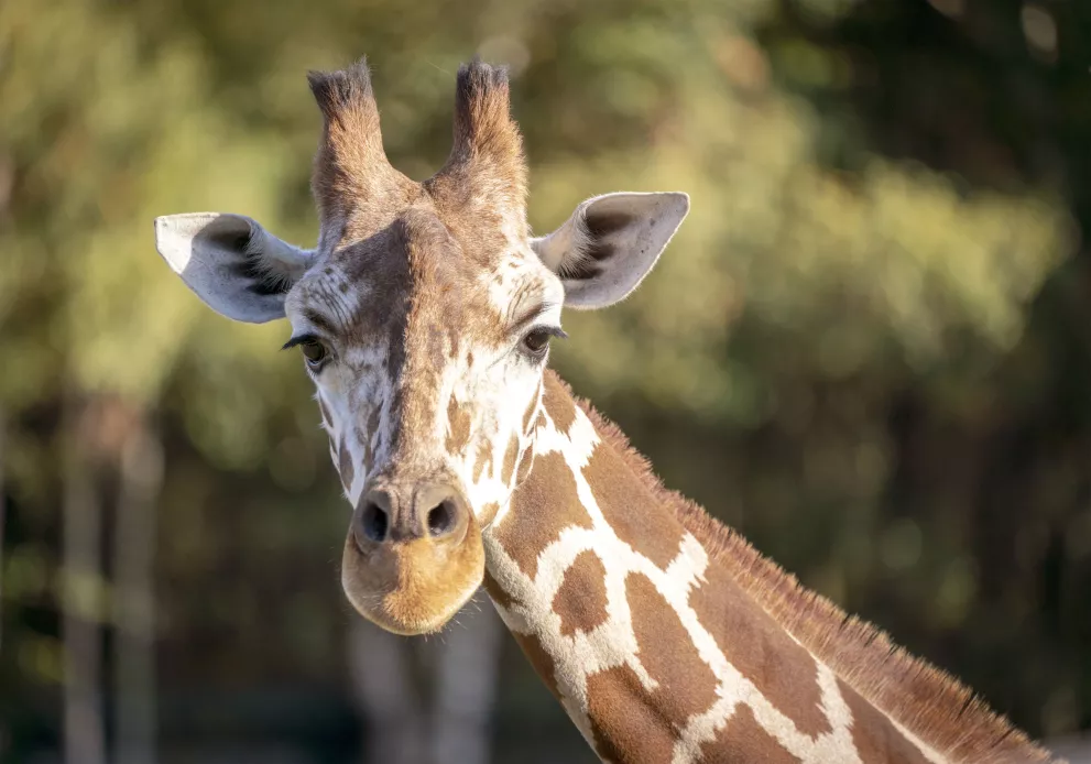 16-Serengeti-Safari (Giraffe).jpg